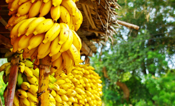Мякоть банана используется как средство от зуда при укусах насекомых